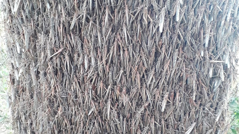 Εκατομμύρια ακρίδες «πολιορκούν» περιοχή της Αργεντινής