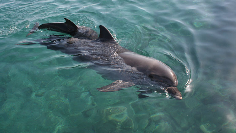 Αριθμός ρεκόρ νεκρών δελφινιών ξεβράζεται στις ακτές της Γαλλίας
