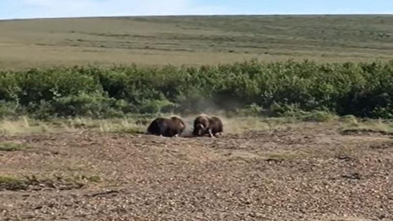 Αλάσκα: Δύο μοσχοβόες μονομαχούν διεκδικώντας την αρχηγία της αγέλης