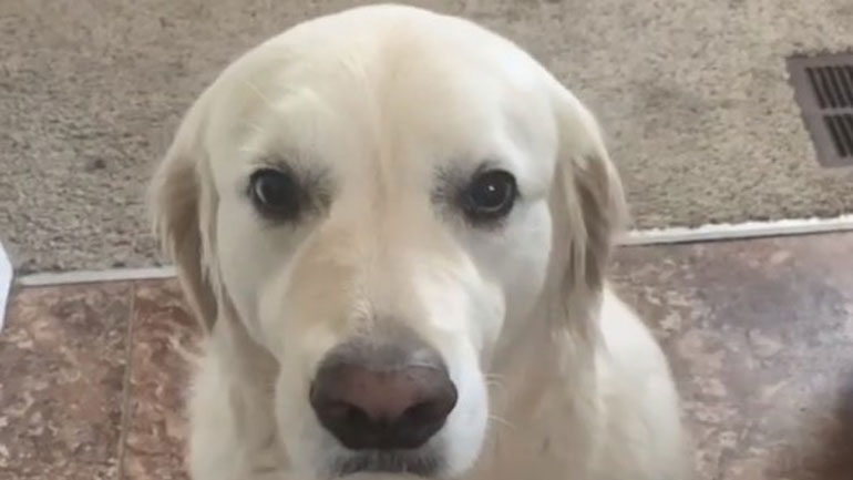 Σκύλος έκλεψε τη λιχουδιά του φίλου του αλλά… το μετάνιωσε!