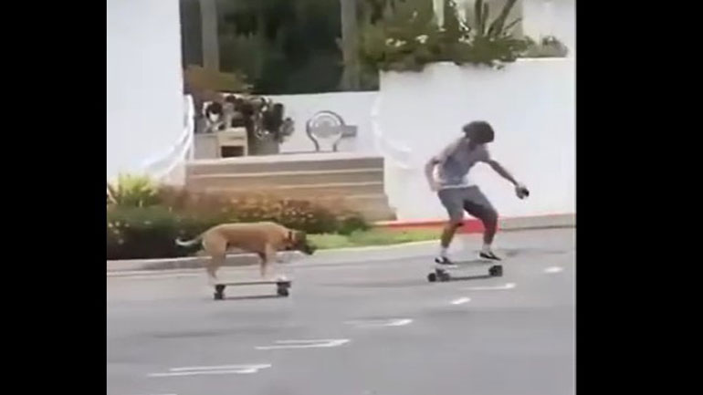 Σκύλος κάνει σκέιτμπορντ μαζί με το αφεντικό του