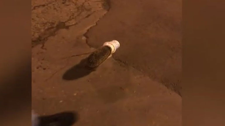 Σκαντζόχοιρος σφήνωσε σε πλαστικό ποτήρι