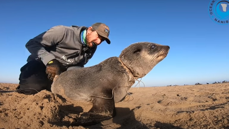 Άνδρες σώζουν μια μικρή φώκια
