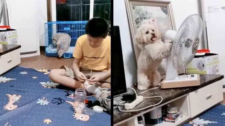 Σκυλάκι που ζεσταίνεται βρήκε τη λύση