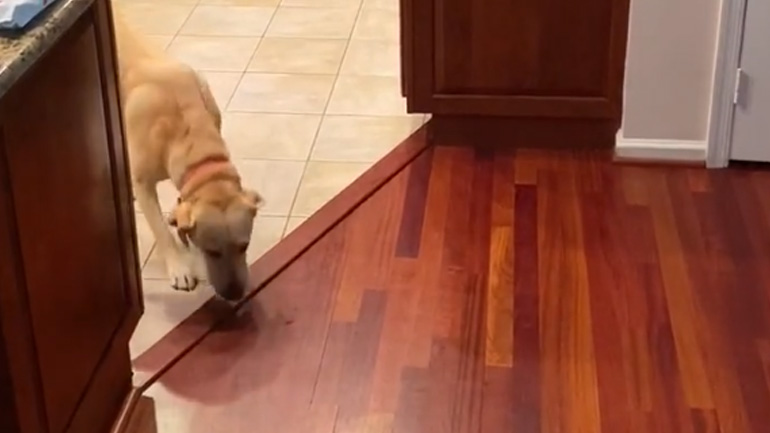 Η περίεργη αντίδραση μιας σκυλίτσας βλέποντας το παρκέ