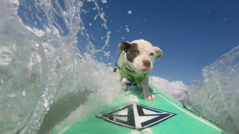 Σκυλίτσα επαγγελματίας surfer!
