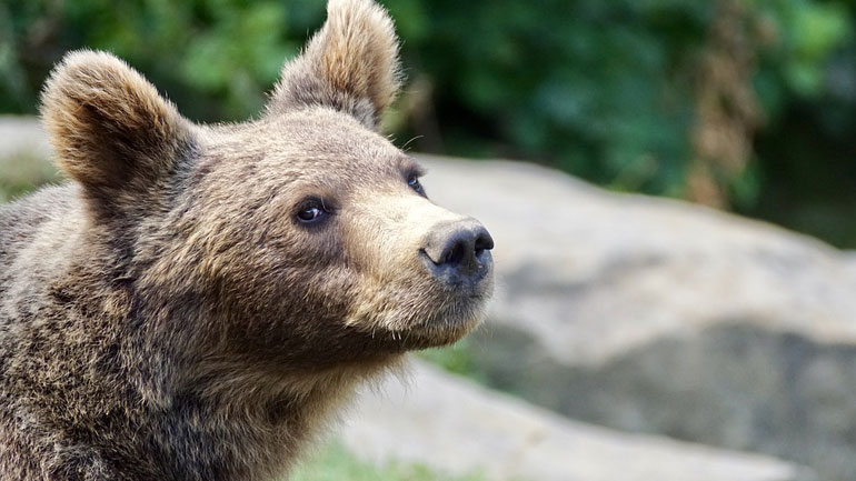 Καστοριά: Αρκουδάκι εντοπίστηκε σε προχωρημένη σήψη κοντά στο γήπεδο της πόλης