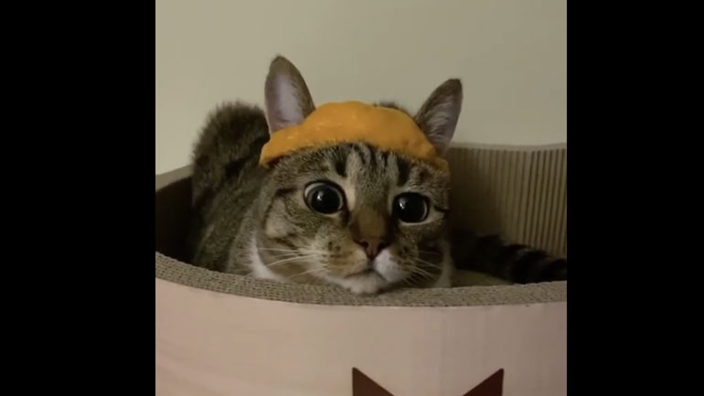 Γάτα μετανιώνει για όλες τις επιλογές της…