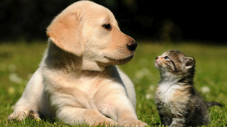 Τελικά οι σκύλοι ή οι γάτες είναι πιο έξυπνα ζώα;