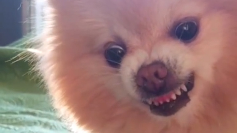 Ένα πολύ αιμοβόρικο σκυλί