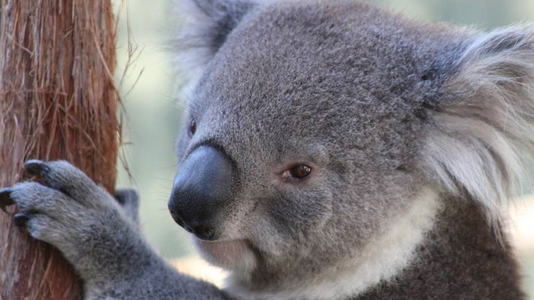 Με εξαφάνιση ως το 2050 απειλούνται τα κοάλα στη Νέα Νότια Ουαλία