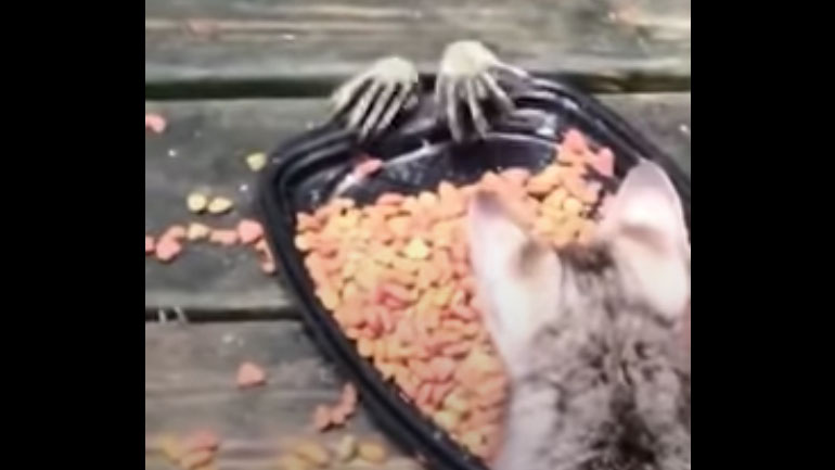 Ύπουλος κλέφτης