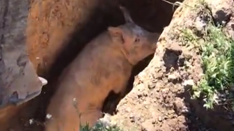 Διάσωση γουρουνιού με εκσκαφέα