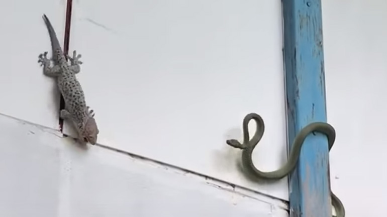 Σαύρα vs φίδι