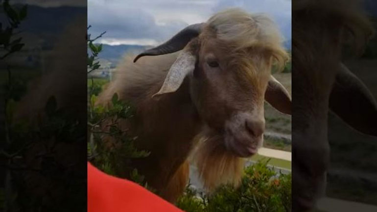 Διάλογος με μια κατσίκα