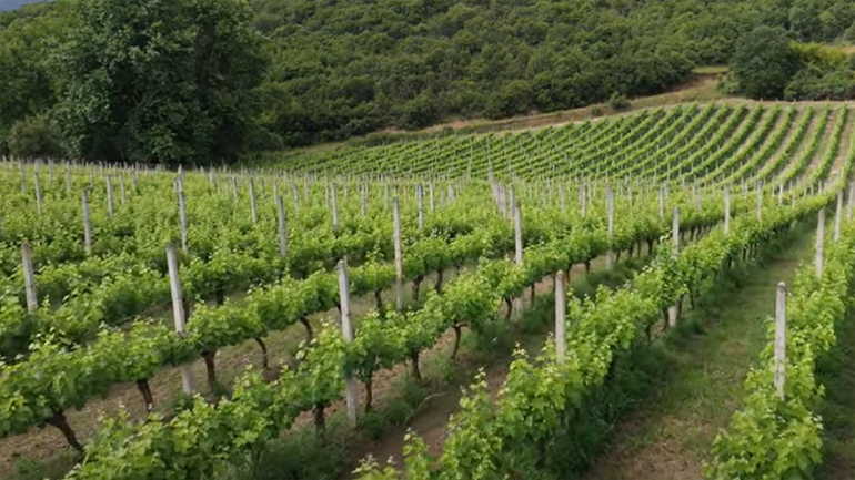 Γνωρίστε τους αμπελώνες της Καβάλας από ψηλά