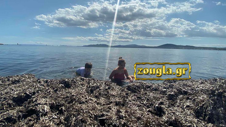 Τα φύκια «κατάπιαν» παραλία της Αρτέμιδας – Αγανάκτηση των κατοίκων που αναζητούν μια όαση δροσιάς