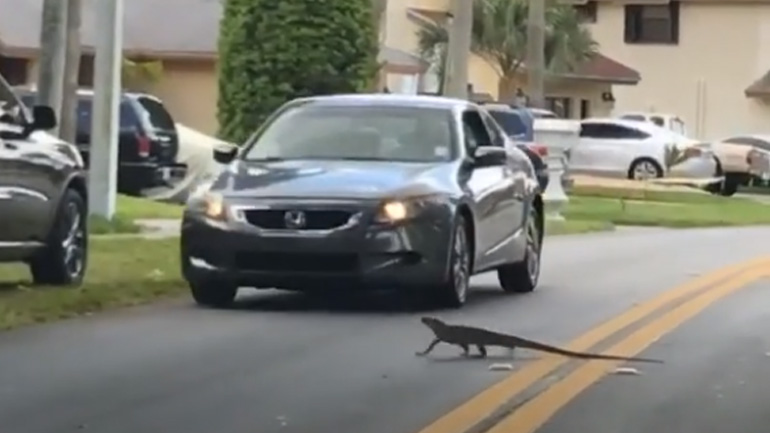Ιγκουάνα με αστραπιαία αντανακλαστικά αποφεύγει ένα αυτοκίνητο