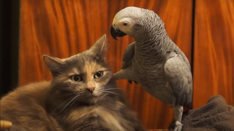 Ο παπαγάλος ενοχλεί τη γάτα