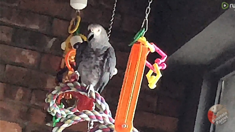 Ο παπαγάλος θέλει κοτόπουλο για βραδινό