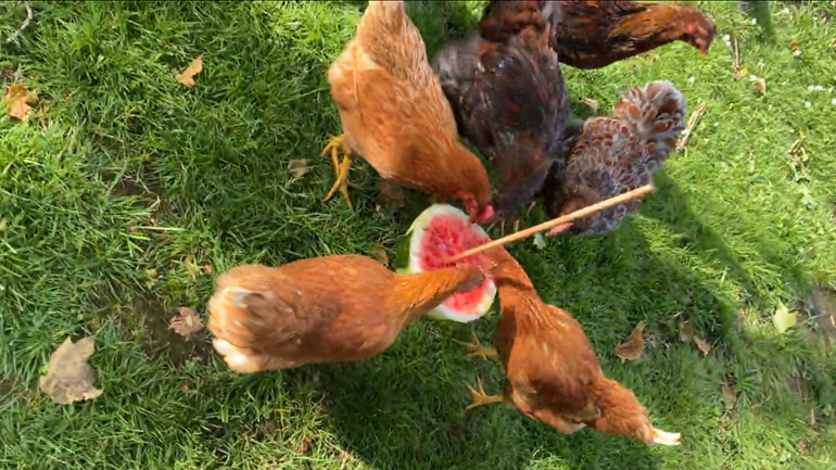 Κότες απολαμβάνουν λίγο καρπούζι