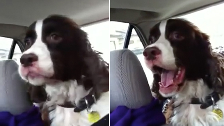 Ο σκύλος χάλασε