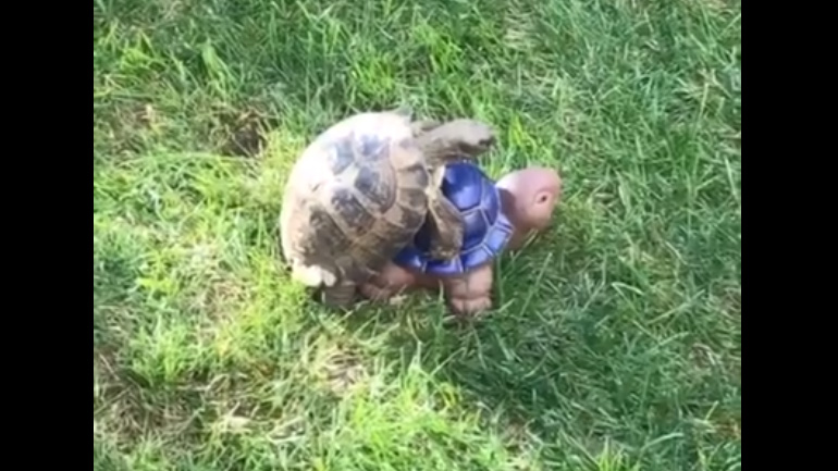 Η χελώνα έχει μπερδευτεί