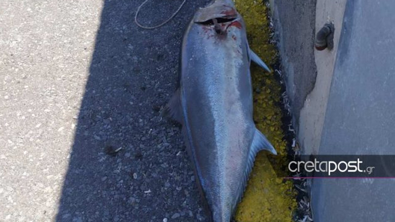 Κρητικός ψαράς έπιασε ψάρι 32 κιλών