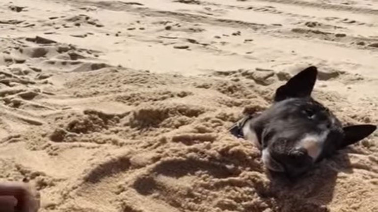 Ο σκύλος που λατρεύει να θάβεται στην άμμο
