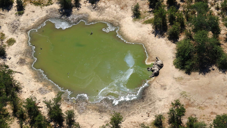 Μυστήριο με τους θανάτους εκατοντάδων ελεφάντων στην Μποτσουάνα
