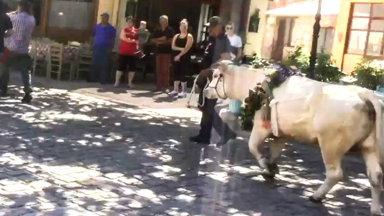 Μυτιλήνη: Αντιδράσεις για την περιφορά και δημόσια σφαγή ταύρου για να τηρηθεί το… έθιμο Μυτιλήνη: Αντιδράσεις για την περιφορά και δημόσια σφαγή ταύρου για να τηρηθεί το… έθιμο