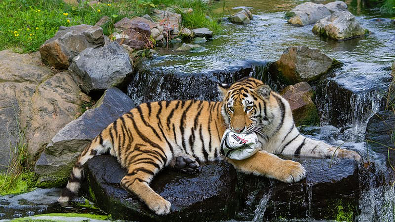 Ελβετία: Φύλακας ζωολογικού κήπου τραυματίσθηκε θανάσιμα από τίγρη της Σιβηρίας