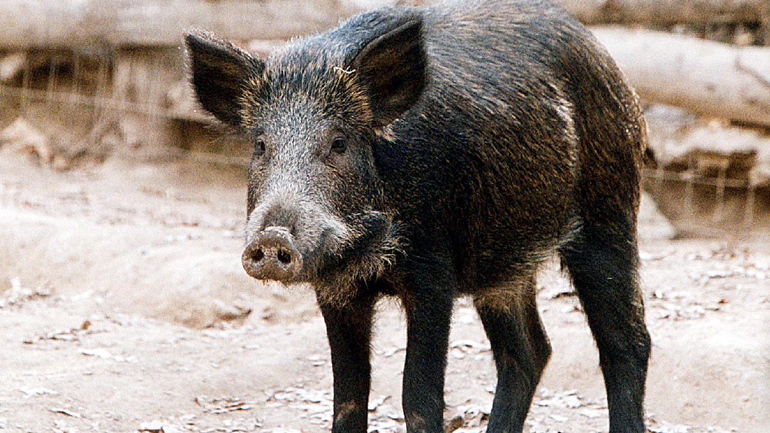 Μεγάλο κοπάδι από αγριογούρουνα στη Δυτική Φθιώτιδα