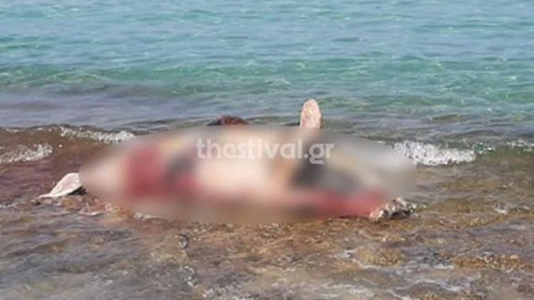 Χαλκιδική: Ξεβράστηκε νεκρή φώκια σε παραλία στην Καλλιθέα