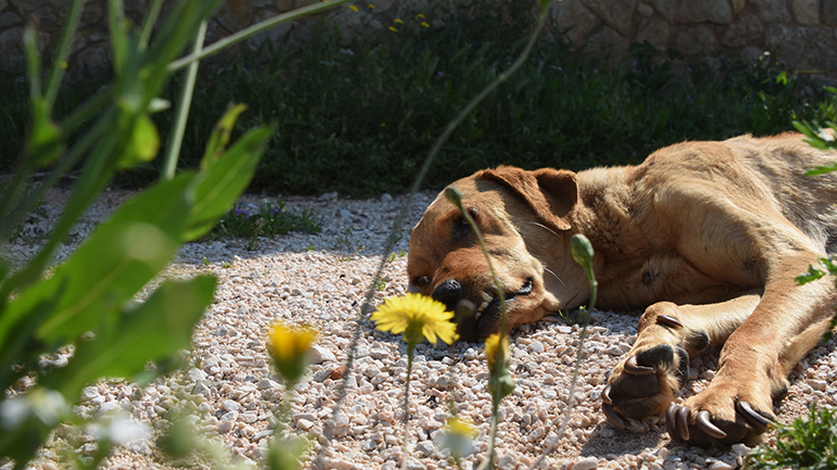 Θεσσαλονίκη: Ογδόντα δύο έλεγχοι της αστυνομίας σε ιδιοκτήτες ζώων συντροφιάς