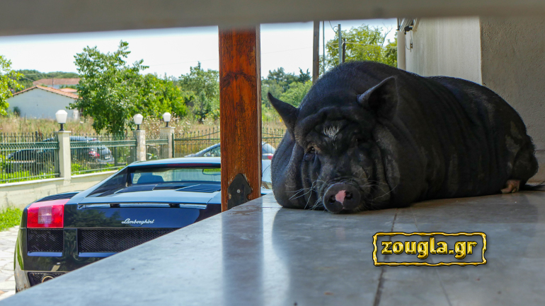 Lamborghini Gallardo και… Πέππα το γουρουνάκι (του Βιετνάμ)