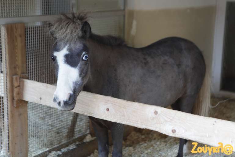 Όλα τα αλογάκια έχουν μπλε μάτια και ονόματα βγαλμένα από την Οδύσσεια