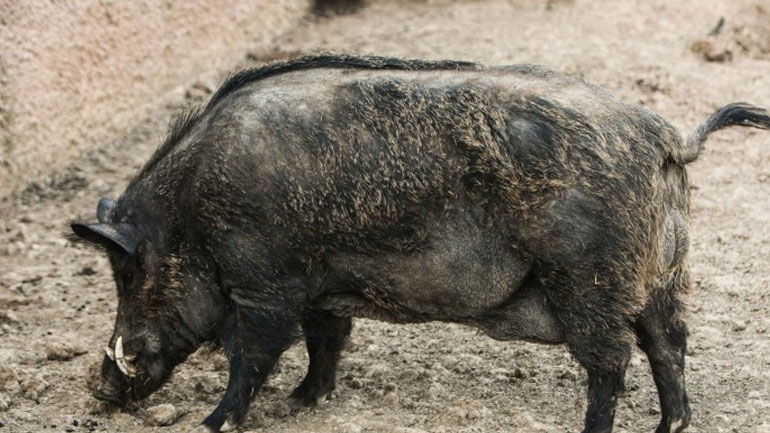 Φθιώτιδα: Κοπάδι από αγριογούρουνα μέσα σε αυλές σπιτιών