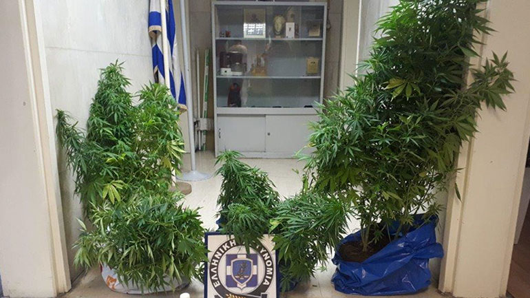 Ηράκλειο: Σύλληψη 27χρονου για καλλιέργεια δενδρυλλίων κάνναβης