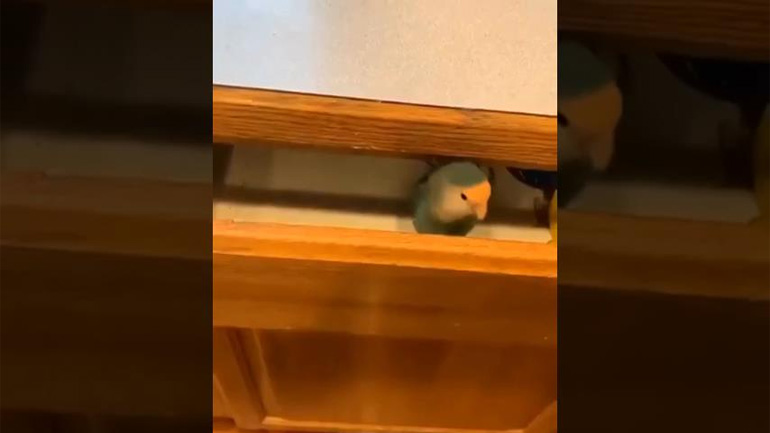 Ένας πολύ πρακτικός παπαγάλος