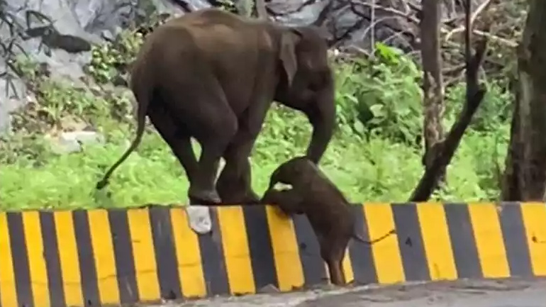 Ελεφαντάκι δέχεται βοήθεια από την μαμά του
