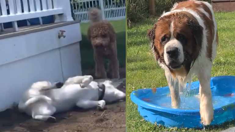 Αστείες στιγμές σκύλων