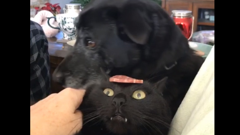 Ο σκύλος, η γάτα και το σαλάμι