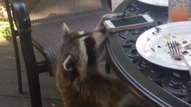 Ρακούν θέλει να κλέψει ένα κινητό