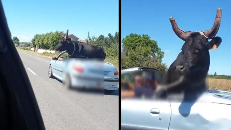 Ένας ταύρος σε ένα Peugeot 206