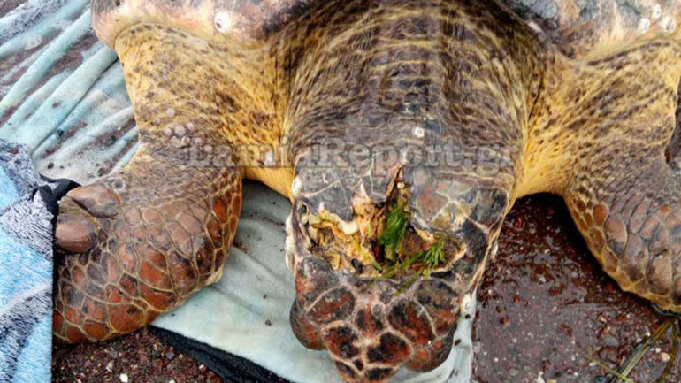 Φθιώτιδα: Βρήκαν καρέτα καρέτα χτυπημένη στο κεφάλι