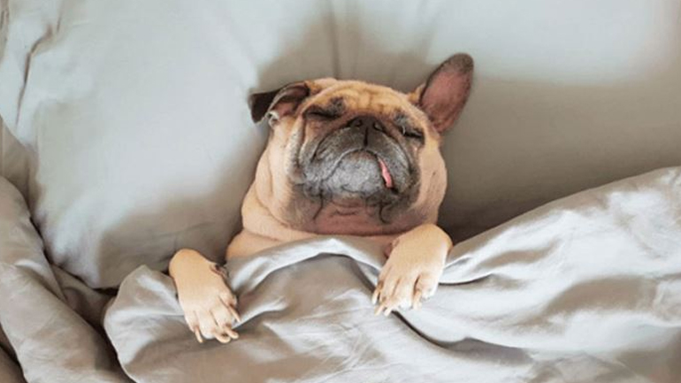 Πόσες ώρες τη μέρα πρέπει να κοιμούνται τα σκυλάκια;