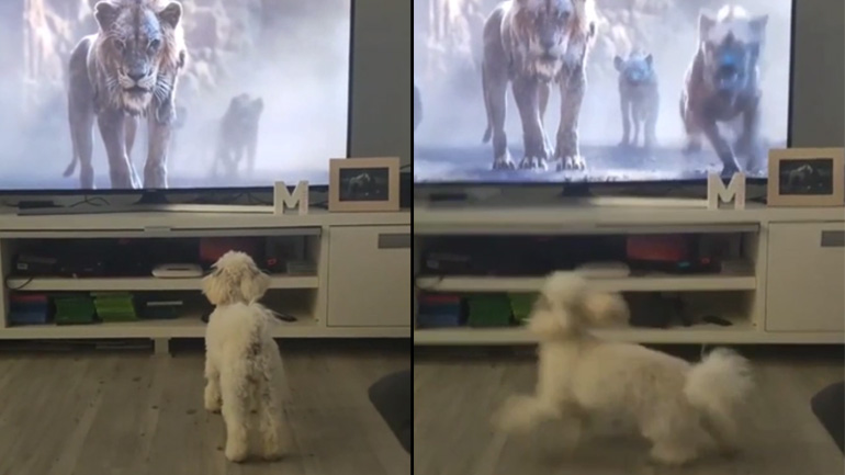 Σκύλος τρομάζει βλέποντας το Lion King