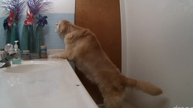 Σκύλος φοβάται τα πυροτεχνήματα και κρύβεται στο μπάνιο