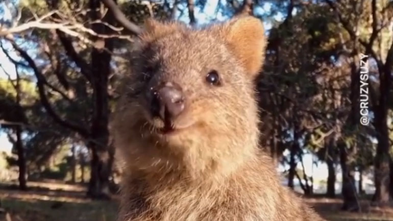 Κουόκα: Το πιο χαρούμενο ζωάκι